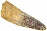 Fossil Spinosaurus Tooth - Real Dinosaur Tooth #311797-1